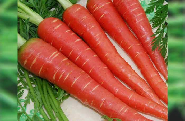 CARROT SAMAG DESI RED